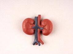 13 superalimentos que debes comer para mantener tus riñones sanos