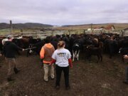 Se acerca la fecha límite para cerrar los ranchos y lecherías de Point Reyes National Seashore – The Mercury News