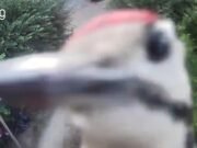 Moment Woodpecker, llamado Rambo, ataca la cámara del anillo durante 15 minutos… antes de romperse