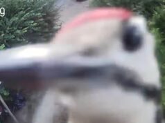 Moment Woodpecker, llamado Rambo, ataca la cámara del anillo durante 15 minutos… antes de romperse