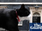 El jefe Mouser Palmerston muere después de cambiar el Ministerio de Asuntos Exteriores por el gato Bermuda