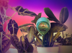 Mis plantas de interior estaban muriendo hasta que probé este dispositivo de 13 dólares