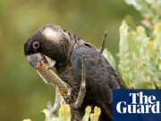 El ecosistema de Banksia en peligro de extinción de Perth se enfrenta a la destrucción sin las compensaciones adecuadas, dice un experto Hábitats en peligro de extinción