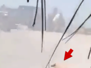 Perro atrapado en fuego cruzado de tiroteo masivo en Puerto Vallarta, México