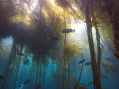 Ranking de los bosques de algas más buscados