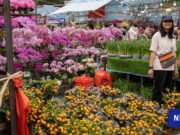 Hong Kong celebra como mínimo la cálida Nochevieja Lunar. Las temperaturas baten récords