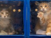 San José puede estar preparado para un enfrentamiento legal sobre el estado de su refugio de animales