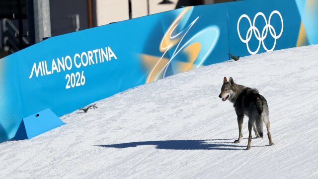 dog-on-course-olympic-event.jpg