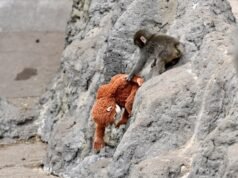 El vídeo de inteligencia artificial sobre los puñetazos de los monos se vuelve viral: cómo detectarlos