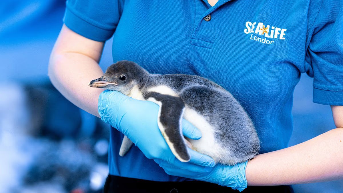 Esperanza para los pingüinos del Acuario de Londres ‘atrapados en un sótano sin luz solar ni aire fresco’