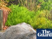 Preocupación por la ‘pérdida’ de lobos marinos en el río Cooks en el interior de Sydney | noticias australianas