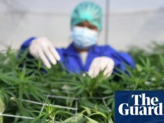 El cannabis no es un tratamiento eficaz para las afecciones mentales comunes, según una revisión de la marihuana