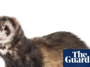 Los hurones salvajes depredadores han sido eliminados de una isla por primera vez.