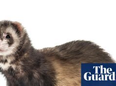 Los hurones salvajes depredadores han sido eliminados de una isla por primera vez.