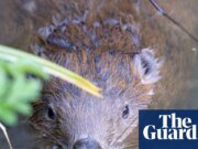 Los castores ‘respiran nueva vida’ en Dorset a medida que se construyen represas y la biodiversidad devuelve la vida silvestre