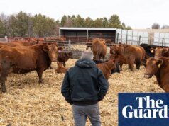 Trump ofrece nueva ayuda a agricultores y proveedores de alimentos en medio de la guerra con Irán | negocio