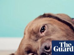 La largamente prometida Ley de Prevención de la Crueldad Animal ha sido silenciosamente archivada por el gobierno de Victoria Victorian Politics