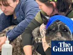 ‘Nuestro pequeño salvador’: Perro parcialmente ciego de Nuevo México elogiado por defenderse de los osos | Nuevo Méjico