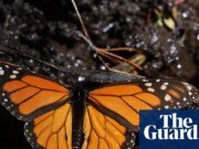 La población de mariposas monarca de México aumenta un 64%, lo que ofrece esperanza para las especies en peligro de extinción | México