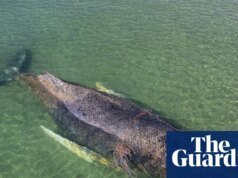 Después de días de esfuerzos para salvar a una ballena varada en Alemania, nadó hacia la libertad Alemania