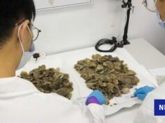 Singapur incauta un fósil récord de pangolín asiático