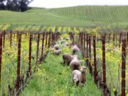 La baja capa de nieve y las altas temperaturas preocupan a los científicos y agricultores de California