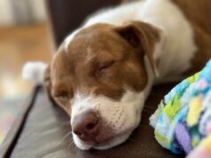 Te mostramos cómo convertir una foto de tu mascota favorita en un lindo emoji para iPhone