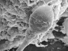 Perdidos en el espacio: la microgravedad hace que los espermatozoides pierdan su orientación