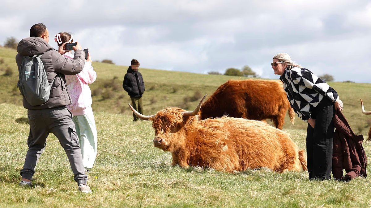 Los turistas amantes de las selfies desafían las advertencias de mantenerse alejados de las virales vacas de las Highlands para tomar fotografías en un hermoso lugar de Hampshire