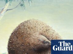 Un equidno gigante de 15 kg deambulaba por Victoria y la evidencia estaba oculta a plena vista. Mamíferos