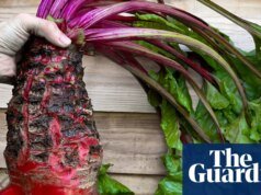 ¡Imposible! Humble Mangelwurzel tocará en el show completo del Chelsea Chelsea Full Show