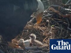 La eclosión de dos polluelos de águila calva de California deleita a enormes espectadores de la transmisión en vivo California
