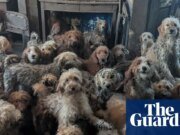 ‘No es IA, es real’: Conmoción cuando RSPCA publica fotos de 250 perros encontrados en una propiedad | noticias del reino unido