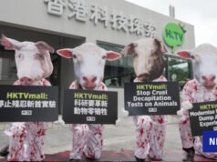 Las acciones se hacen pasar por cerdos y ovejas sangrientos para que HKTV pruebe con animales