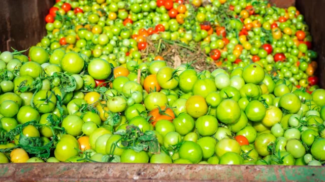 food-waste-tomatoes-in-trash-dumpster.webp.webp