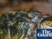Conmocionado: Hombre de California arrestado por intentar traficar tortugas salvajes | California