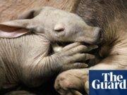 Cría de oso hormiguero nacida en el zoológico de Chester ‘está brillantemente’ después de ser alimentada con biberón | Cheshire