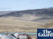 El número de caballos salvajes en el Parque Nacional Kosciuszko ha aumentado después de una pausa en la caza aérea, según muestra una encuesta en Nueva Gales del Sur