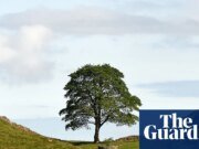El proyecto de artes multimedia ganó la Comisión Sycamore Gap Tree después de una votación pública Arte y Diseño