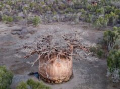 Uno de los árboles sagrados más antiguos de Madagascar está muriendo lentamente