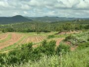 Cómo el vino, las trufas y la miel pueden ayudar a Europa a combatir los incendios forestales