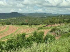Cómo el vino, las trufas y la miel pueden ayudar a Europa a combatir los incendios forestales