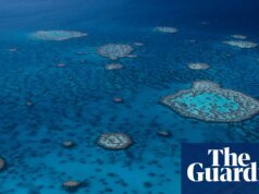 Ataque de tiburón: un muerto en la Gran Barrera de Coral del norte de Queensland Queensland
