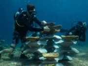 ¿Pueden los moldes de hormigón revivir los arrecifes de coral destruidos por las bombas y el cambio climático?
