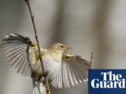 A pesar de la cálida primavera del año pasado, el número de aves migratorias en Gran Bretaña está disminuyendo