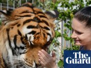 La fuga de la ‘Reina Tigre’ de Alemania, un gran felino, ha destrozado la paz de un pequeño pueblo Alemania