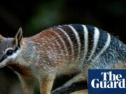 La minería estadounidense bajo mayor escrutinio después de destruir el hábitat de cacatúas negras, cacatúas y entumecidos en WA | Australia Occidental
