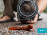La búsqueda de un cineasta de Hong Kong para documentar los tritones nativos de la ciudad y otros animales salvajes