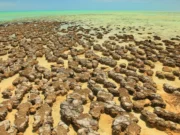 Los antiguos cráteres de asteroides alimentaron vida productora de oxígeno en la Tierra