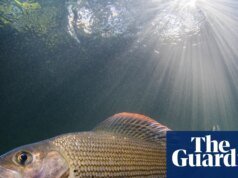 Fisher con una misión: la primera mujer presidenta de la Sociedad Grayling quiere proteger a la ‘Dama del Arroyo’. el pez